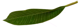 formplan.design